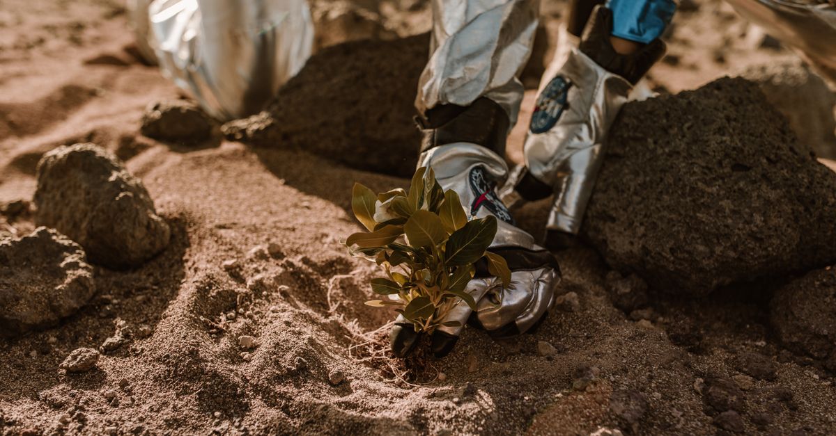 Astronaut planting a small plant on rocky, sandy alien terrain in futuristic space suit.